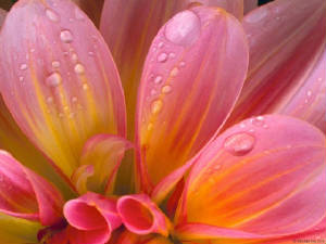 flowers_076.jpg